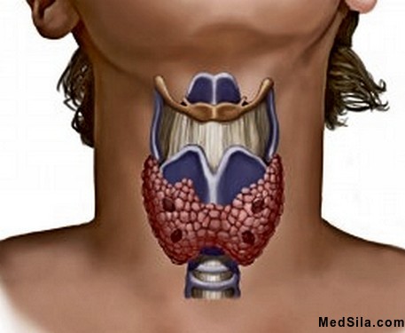 Анатомия щитовидной железы
